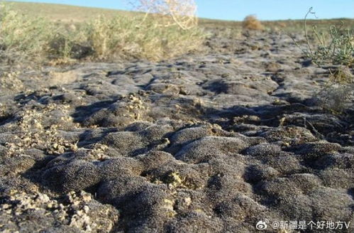 7月7日上海早新聞聚焦新疆環(huán)保新舉措 守護(hù)綠洲，共建美麗中國